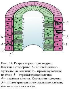 Как пополнить кракен